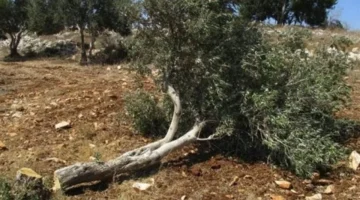 تراجع إنتاج الزيتون في الأردن لأدنى مستوياته خلال 20 عاماً يثير مخاوف الأمن الغذائي